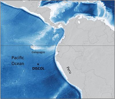 Major fine-scale spatial heterogeneity in accumulation of gelatinous carbon fluxes on the deep seabed